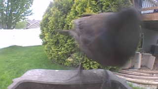 common grackle