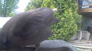 american crow