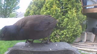 common grackle