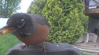 american robin