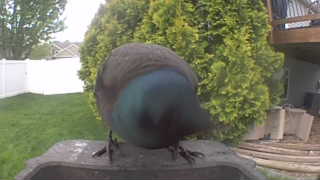 common grackle