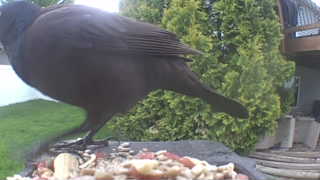 brewer's blackbird