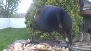 common grackle