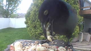 american crow