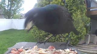american crow