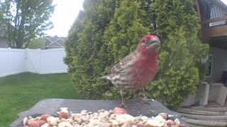 house finch