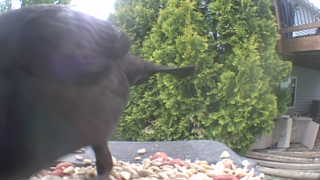 american crow