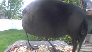 common grackle