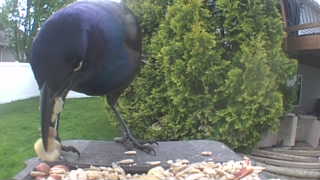 common grackle