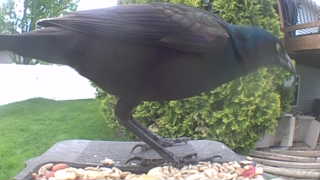 common grackle