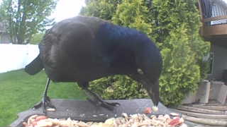 common grackle