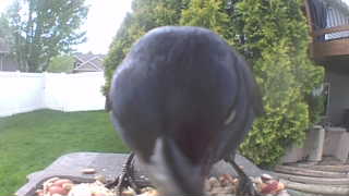 american crow
