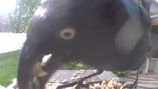 common grackle