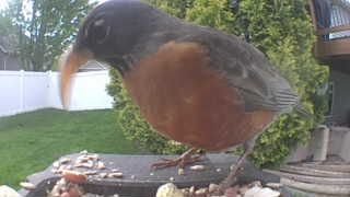 american robin