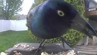 common grackle