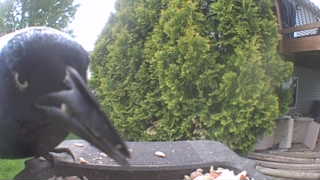 american crow