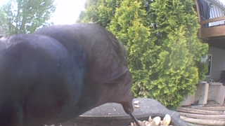 Unidentified clip