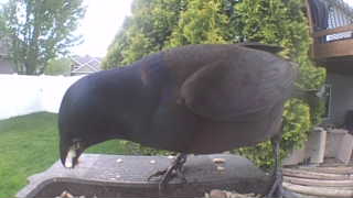 brewer's blackbird