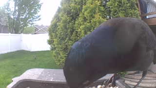 common grackle