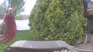 house finch