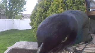 common grackle
