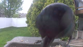 american crow