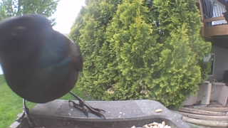 common grackle