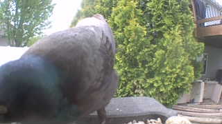 rock pigeon