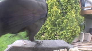 common raven