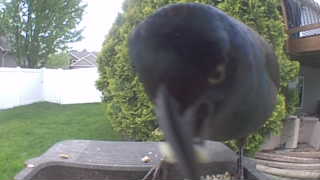 common grackle