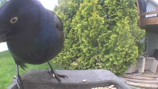 common grackle
