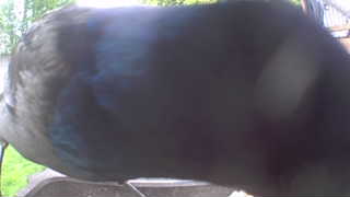 common grackle