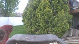 house finch
