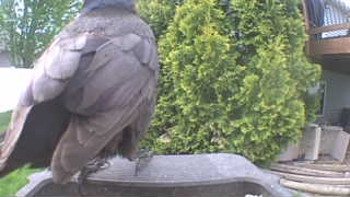 american crow