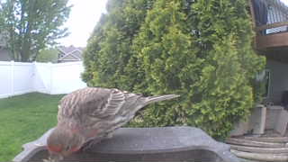 house finch