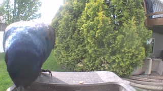 common grackle