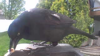 common grackle