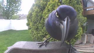 common grackle
