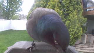 common grackle