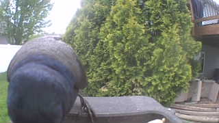 wild turkey