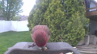 house finch