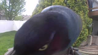 common grackle
