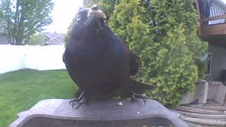 rock pigeon