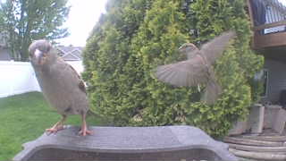 house sparrow