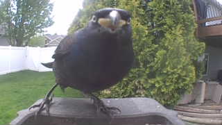 common grackle