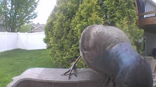 common grackle