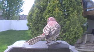 purple finch