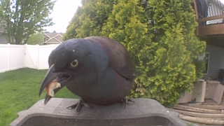 common grackle