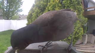 american crow