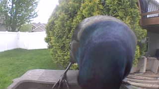 common grackle